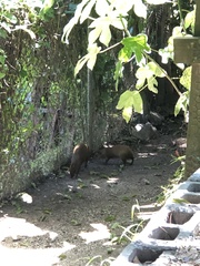 Dasyprocta ruatanica