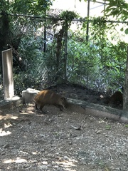 Dasyprocta ruatanica