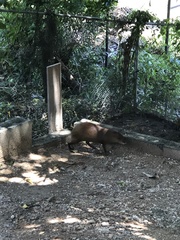 Dasyprocta ruatanica