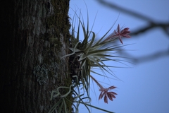 Tillandsia gardneri