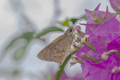 Cymaenes lepta