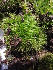 Leucobryum juniperoideum