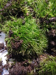 Leucobryum juniperoideum