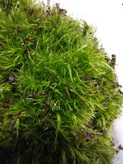 Leucobryum juniperoideum