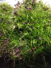 Leucobryum juniperoideum