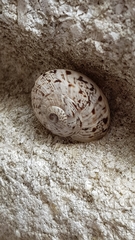 Marmorana serpentina