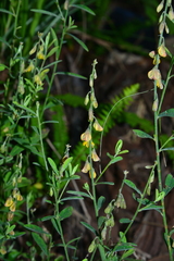 Crotalaria albida