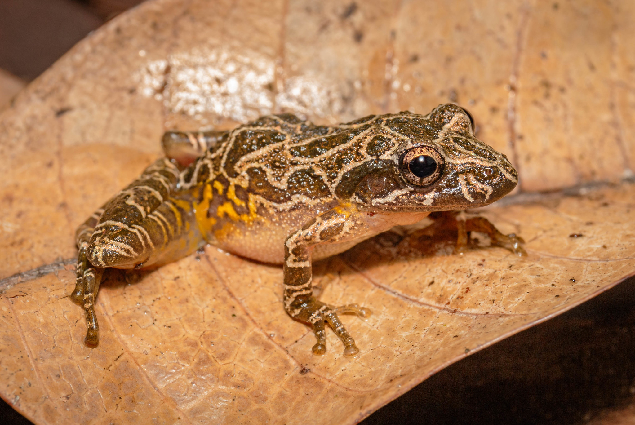 Alpinopolis Snouted Treefrog, Scinax maracaya