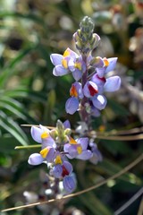 Lupinus altimontanus