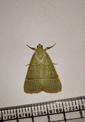 Hypsopygia nostralis