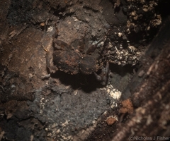 Methidrysis afflicta