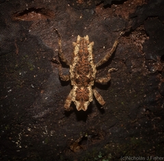 Poropterus angustatus