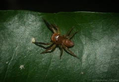 Prostheclina pallida