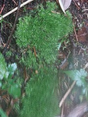 Leucobryum juniperoideum