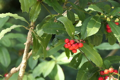Ardisia macrocarpa