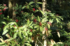 Ardisia macrocarpa
