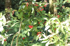 Ardisia macrocarpa