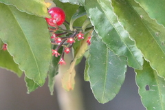 Ardisia macrocarpa