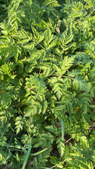 Anthriscus sylvestris