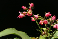 Ardisia macrocarpa