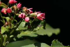 Ardisia macrocarpa