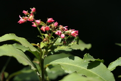 Ardisia macrocarpa