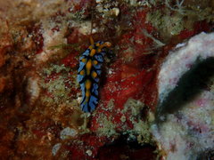 Phyllidia marindica