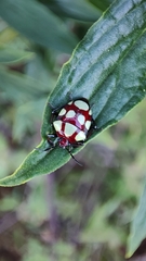 Stiretrus decemguttatus