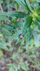 Stiretrus decemguttatus