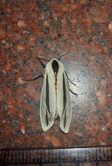 Creatonotos gangis