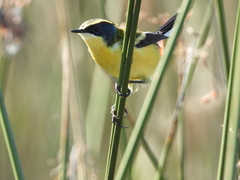 Tachuris rubrigastra