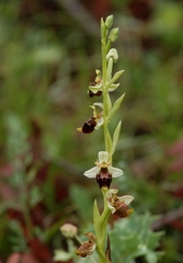 Ophrys scolopax conradiae