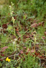 Ophrys scolopax conradiae