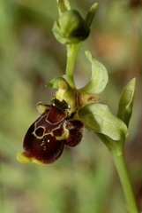 Ophrys scolopax conradiae