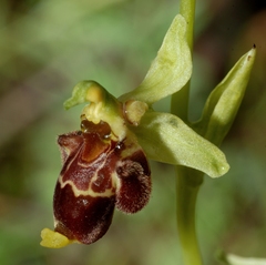 Ophrys scolopax conradiae