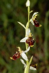 Ophrys scolopax conradiae