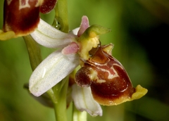 Ophrys scolopax conradiae