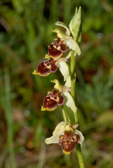 Ophrys scolopax conradiae