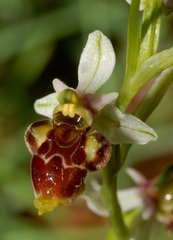 Ophrys scolopax conradiae