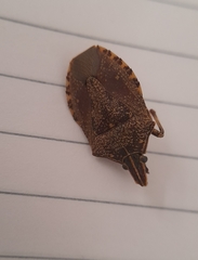 Pentatomomorpha