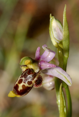 Ophrys scolopax conradiae