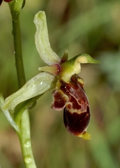 Ophrys scolopax conradiae