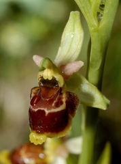 Ophrys scolopax conradiae