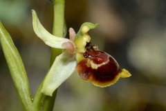 Ophrys scolopax conradiae