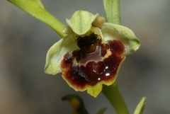 Ophrys scolopax conradiae