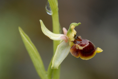 Ophrys scolopax conradiae