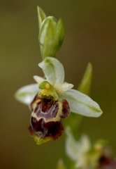 Ophrys scolopax conradiae