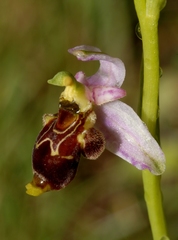 Ophrys scolopax conradiae