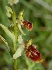 Ophrys scolopax conradiae