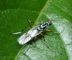 Raphiocerinae